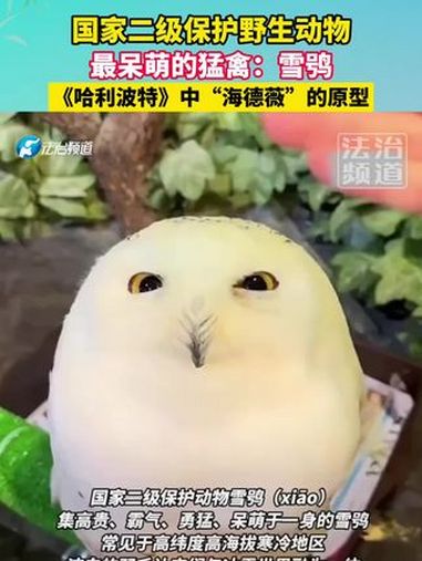 最呆萌的猛禽:雪鸮。国家二级保护野生动物。《哈利波特》中“海德薇”的原型