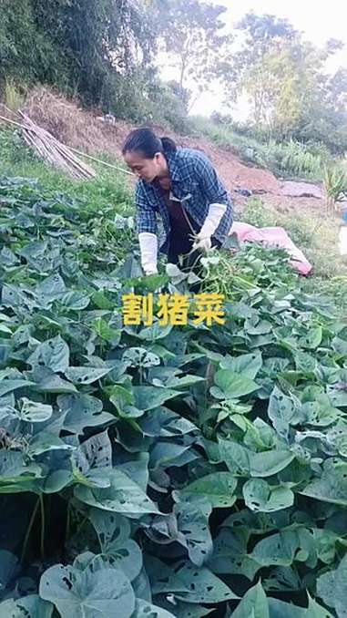 农家菜园 我的农村生活 一份辛苦一份收获这就是农民真实生活 自给自足的田园生活 纪录美好生