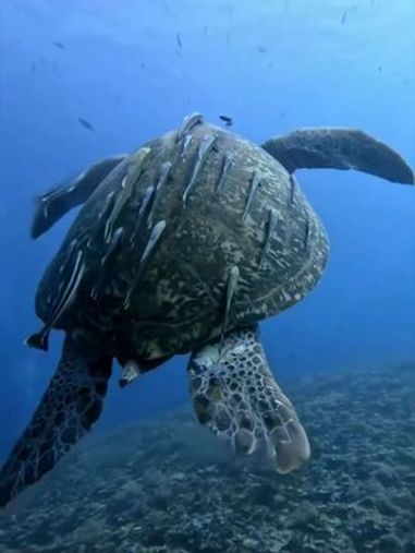 爱占人便宜的吸盘鱼 我要上热门@DOU+上热门