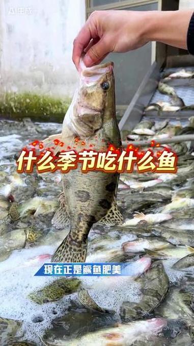 什么季节吃什么鱼,现在正是鳜鱼肥美的季节,家里有老人小孩的建议你多吃点臭鳜鱼 臭鳜鱼 专鳜