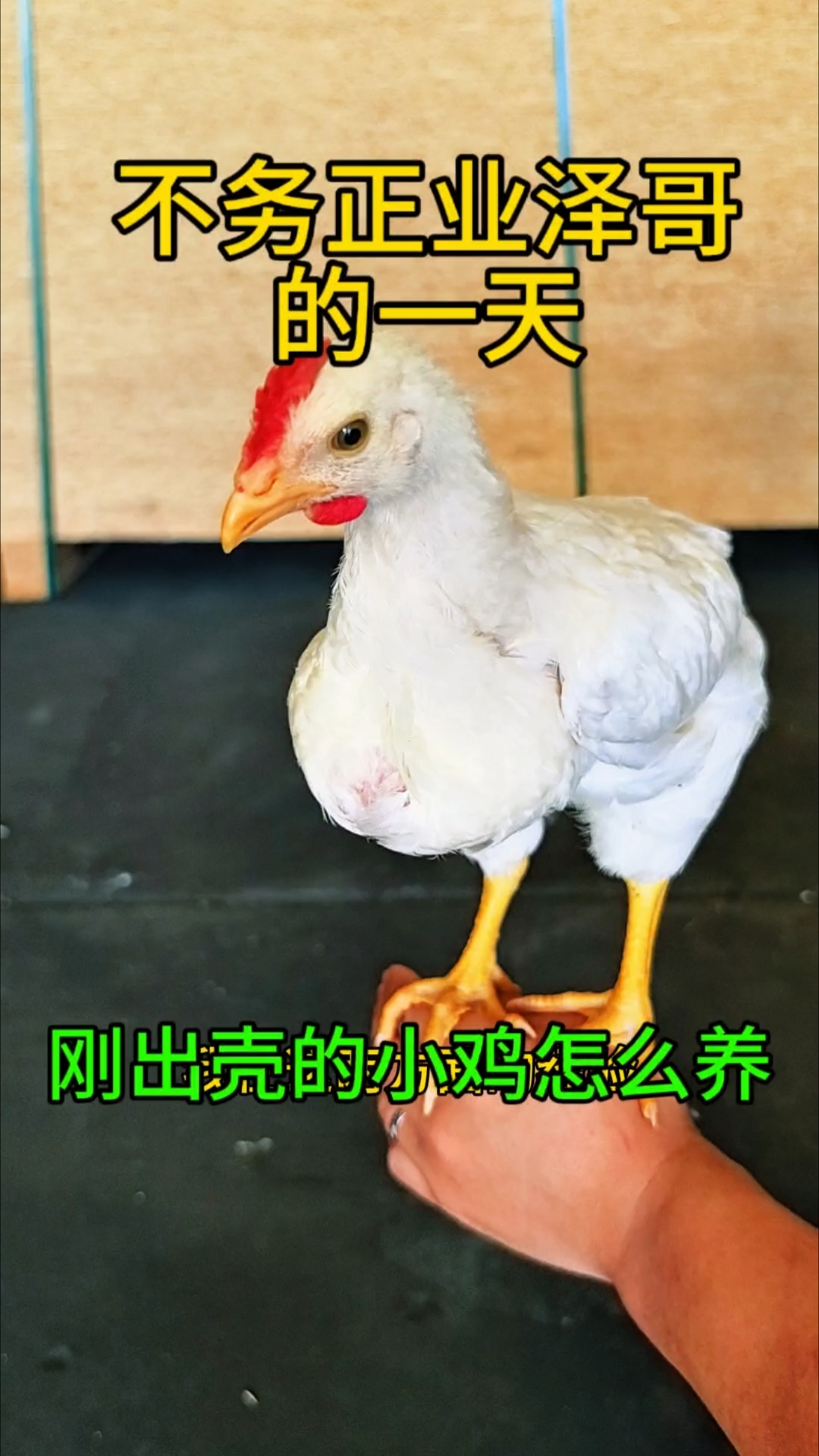 刚出壳小鸡或者刚买回来小鸡怎么养?分享我几年来实战的经验