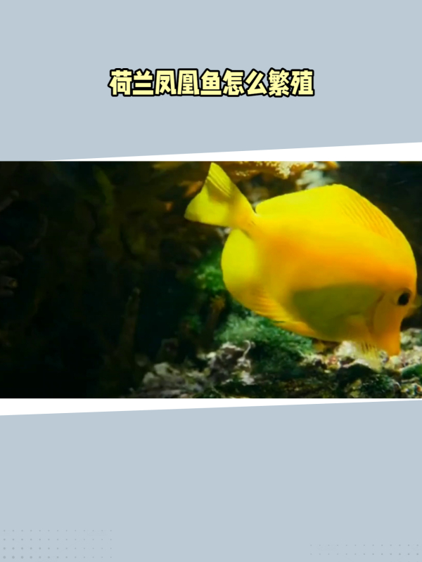 荷兰凤凰鱼:雌雄同体的繁殖奇迹!