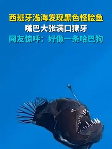 西班牙浅海发现黑色怪脸鱼 嘴巴大张满口獠牙 网友:好像哈巴狗 西班牙浅海发现黑色怪脸鱼 据