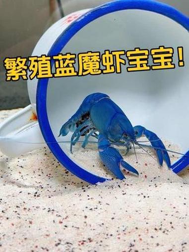 期待小虾的到来！人工天空蓝魔虾 抱卵虾 繁殖小虾