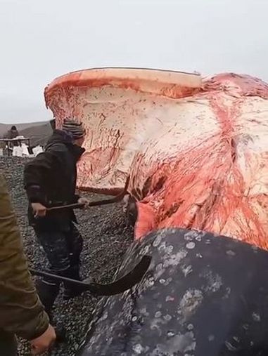 男人手持锋利的长刀,麻利地切开鲸鱼厚厚的皮 纪录片 因纽特人 因纽特人的生活 纪录片解说 