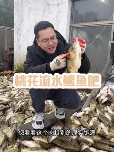 什么时候的鳜鱼最好吃,那必须是春天的,古人就说了:桃花流水鳜鱼肥