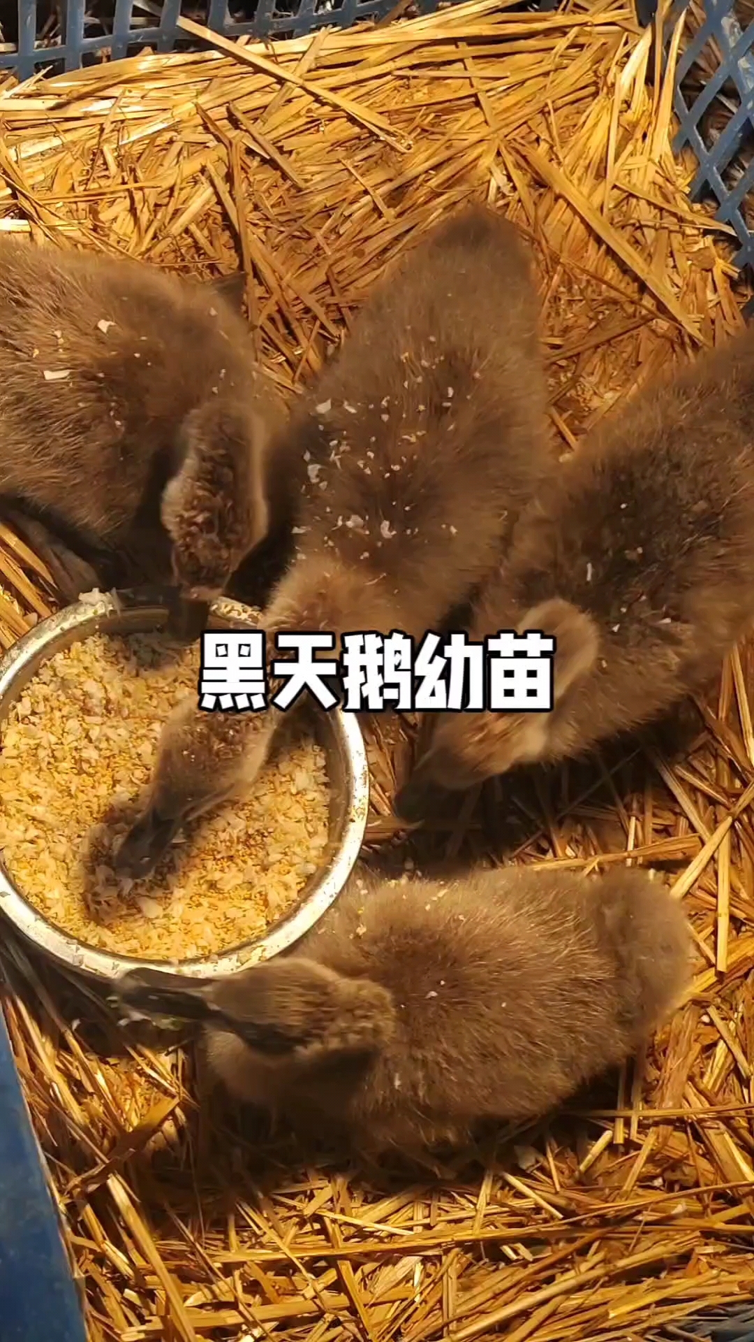 黑天鹅幼苗喜欢的朋友预订了