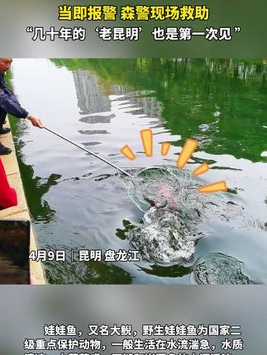 昆明盘龙江现疑似国家二级重点保护动物“娃娃鱼”,体长超一米,体重超10公斤,过路群众纷纷围