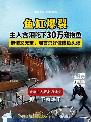 鱼缸爆裂主人含泪吃下30万宠物鱼 #鱼缸爆裂 #江苏无锡 #龙鱼、虎鱼 #鱼汤