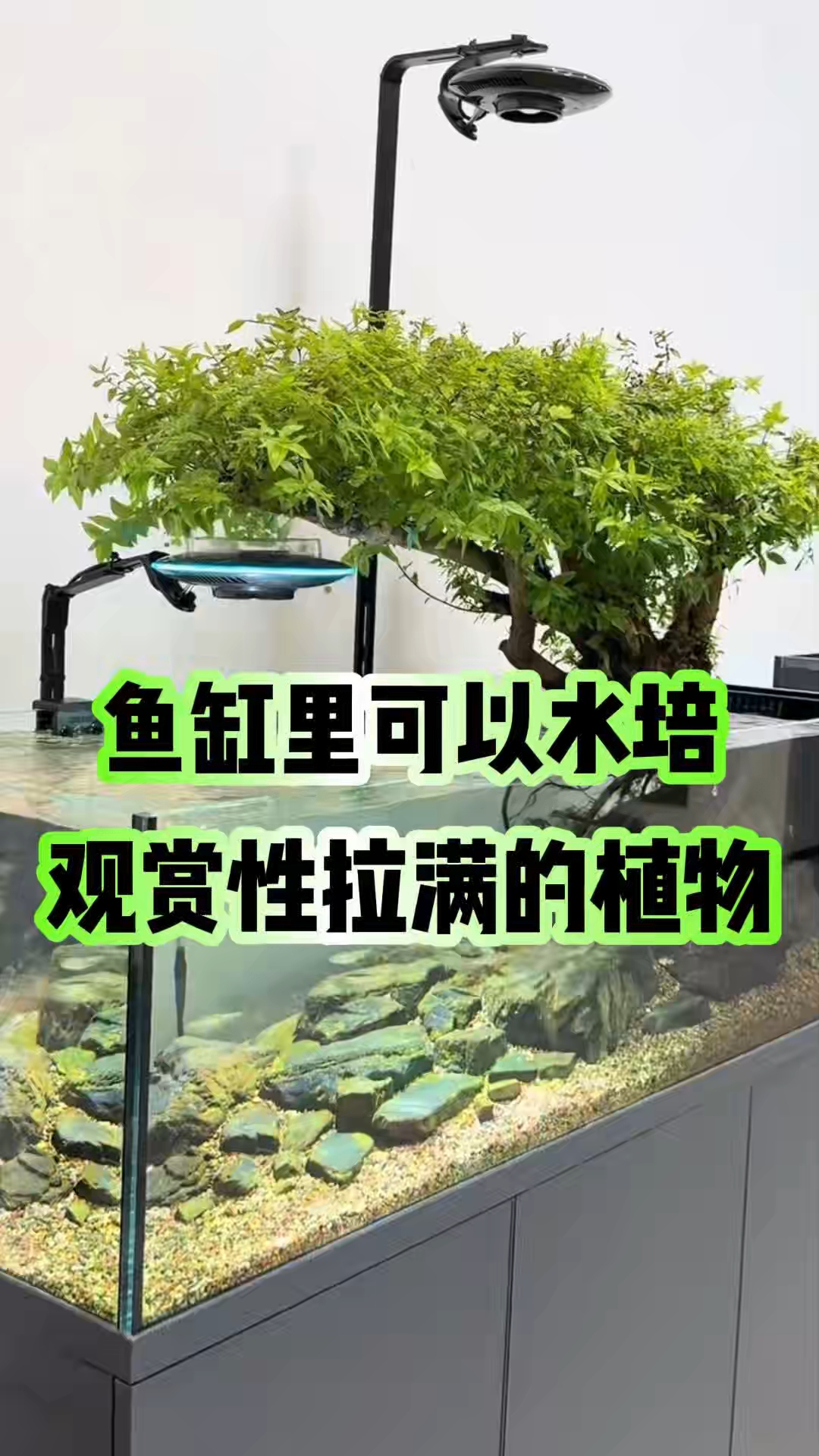鱼缸里可以水培,观赏性拉满的植物#鱼缸里的大自然#新手养鱼#观赏鱼#养鱼养心#快乐养鱼#养