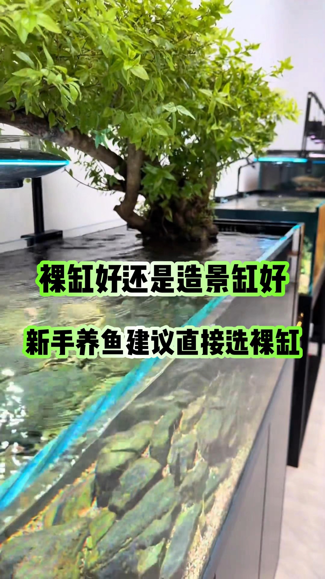 裸缸好，还是造景缸好#新手养鱼#养鱼知识分享#养鱼知识#养鱼人#养鱼新手