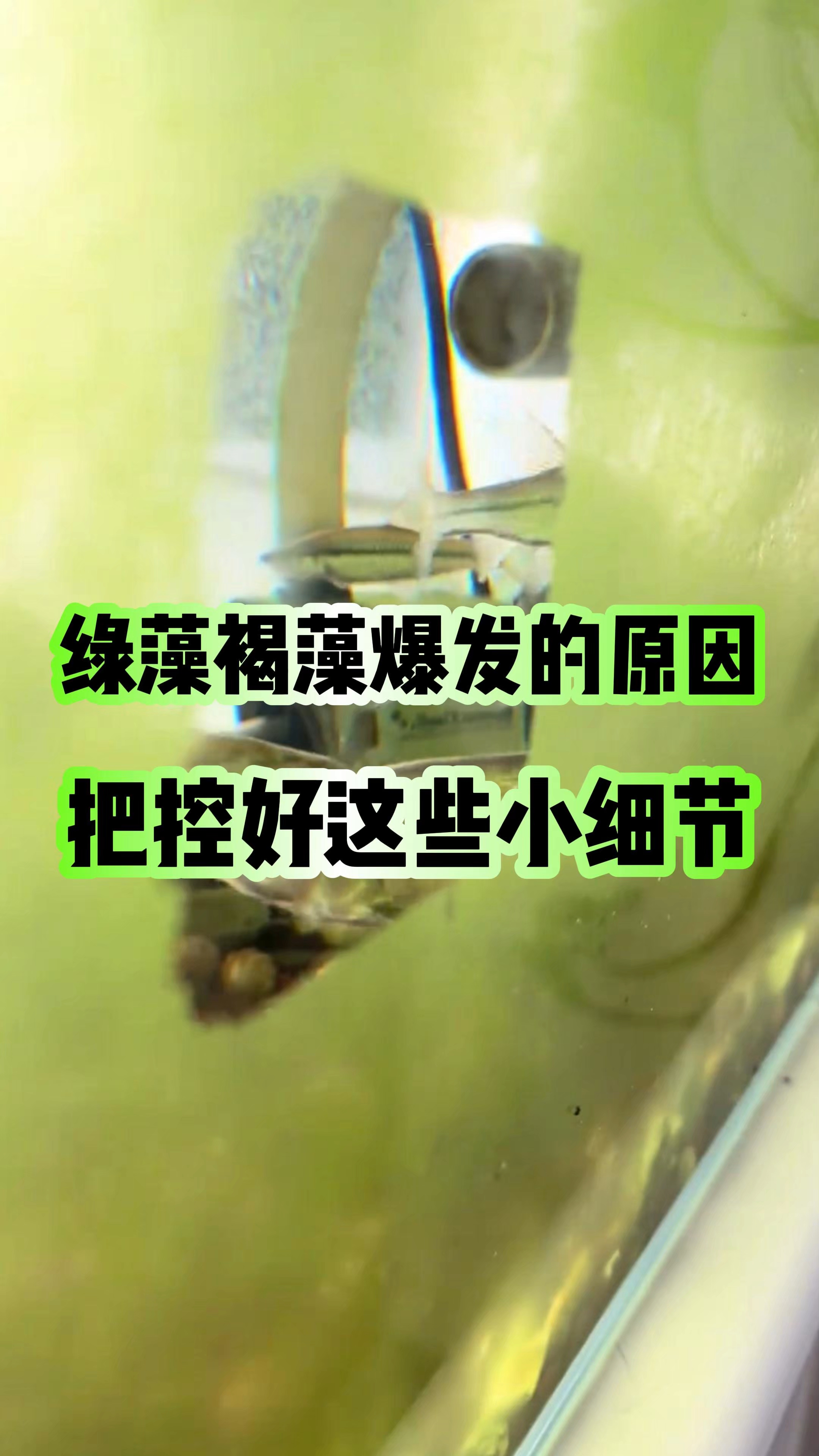 绿藻褐藻的爆发，把控好这些小细节#新手养鱼#养鱼技巧#观赏鱼#养鱼人#养鱼养心