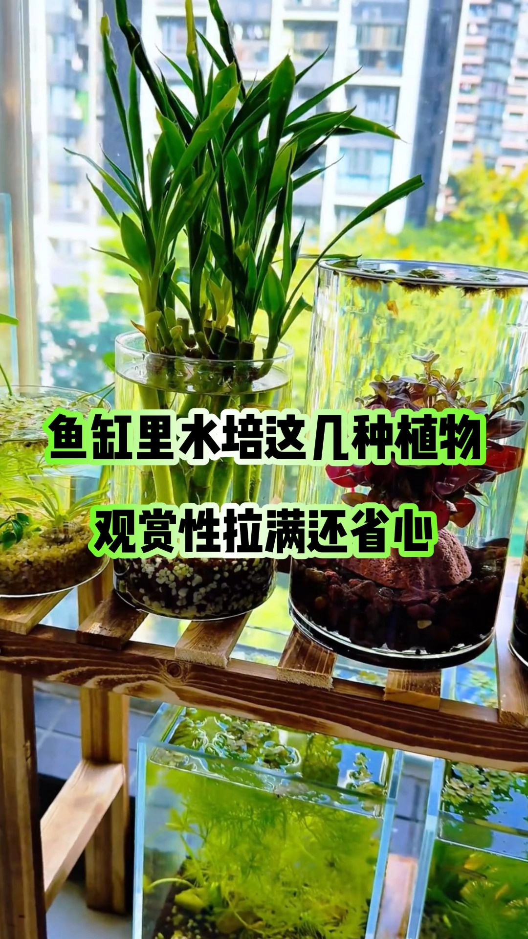 鱼缸里水培这几种植物,观赏性拉满还省心#鱼缸水培植物#养鱼养心#新手养鱼#观赏鱼#养鱼#水