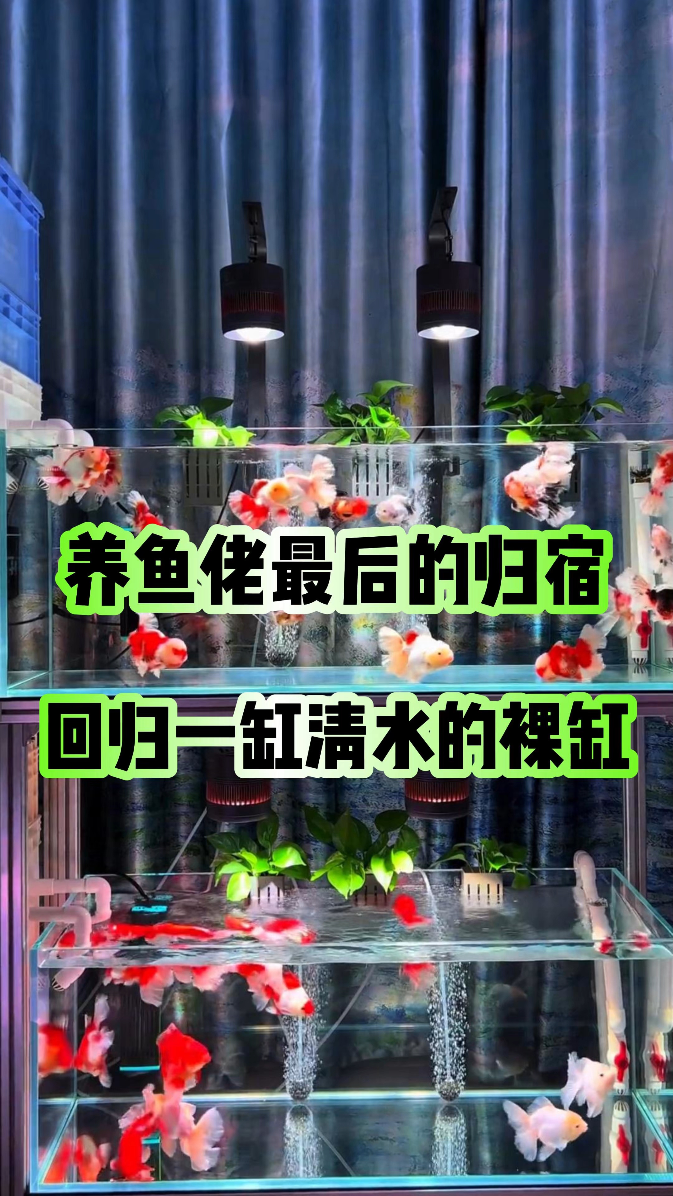 养鱼佬最后的归宿，回归一缸清水的裸缸#鱼缸里的大自然#养鱼技巧#养鱼人#养鱼养心#新手养鱼