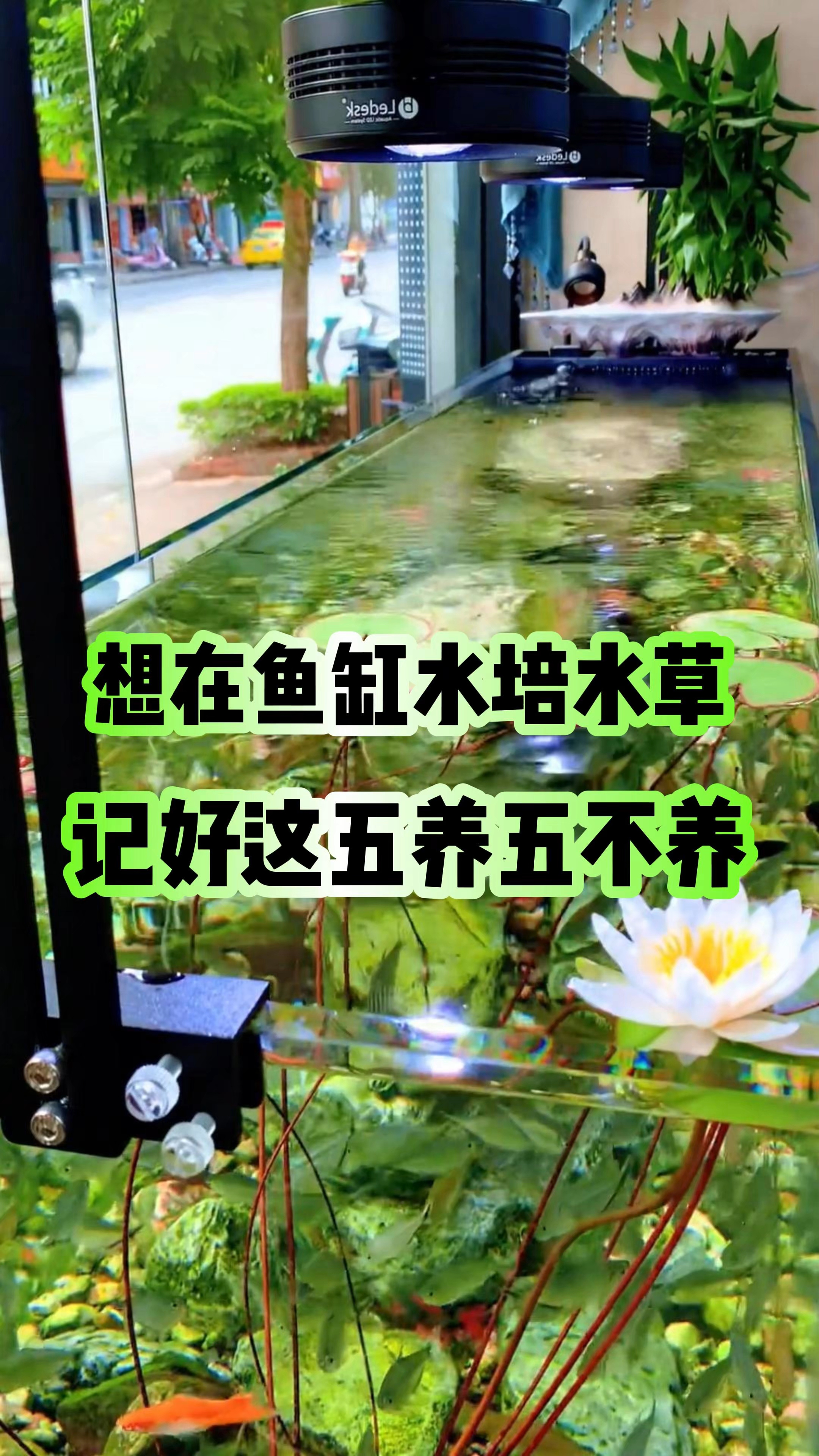想在鱼缸水培水草，记好这五养五不养#新手养鱼#鱼缸里的大自然#水培植物#养鱼知识分享#养鱼