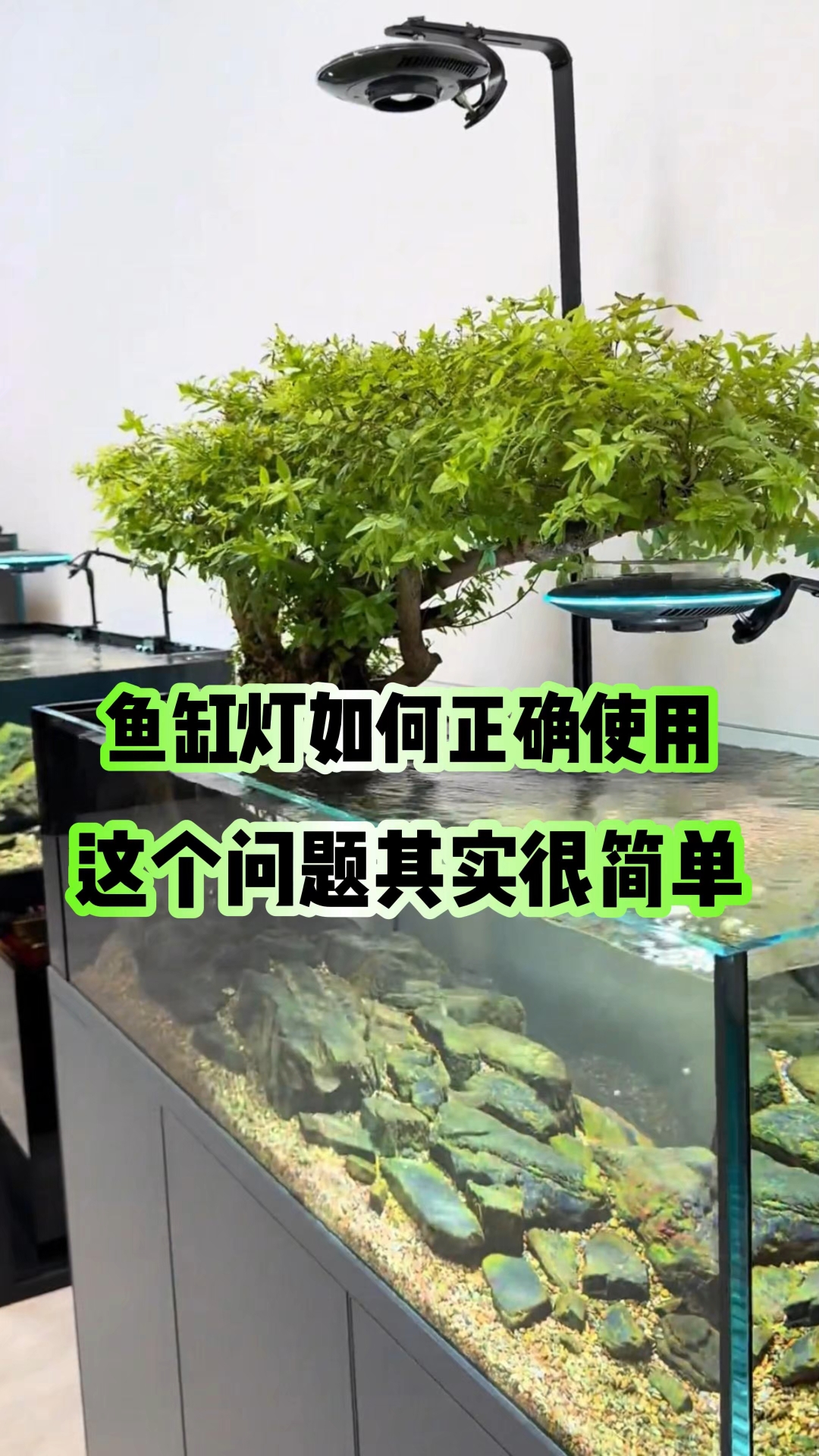 鱼缸灯如何正确使用这个问题其实很简单#养鱼日记#养鱼知识#观赏鱼#养鱼新手#养鱼人#鱼缸灯