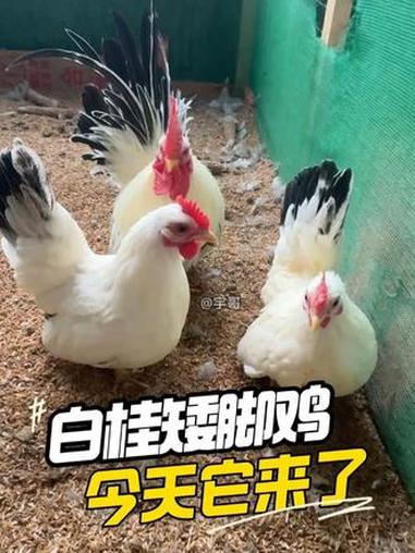你们要的白桂矮脚鸡 今天它来了 #观赏鸡 #网红鸡 #宠物鸡 #宇哥观赏鸡 #矮脚鸡