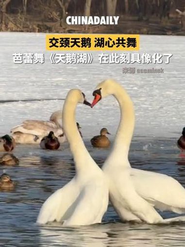 当天鹅交颈成心形,经典芭蕾舞剧《天鹅湖》的灵感源头突然有了具象