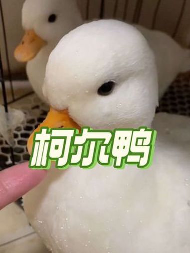 会嘲笑人的鸭子,它的名字叫柯尔鸭!动物的迷惑行为 有趣 柯尔鸭 萌宠