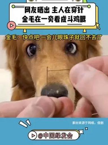 网友晒出 主人穿针 金毛在一旁看成斗鸡眼 狗狗的心思都写在脸上了 动物的迷惑行为 萌宠出道