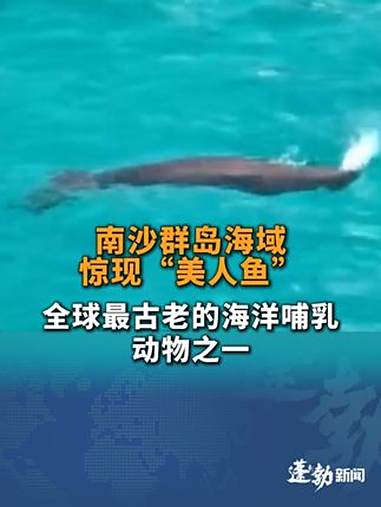 南沙群岛海域惊现“美人鱼”,全球最古老的海洋哺乳动物之一,曾在2022年被宣布在我国大陆沿
