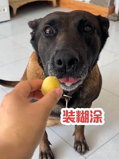马犬嬢嬢的聪明，竟然也会看动物下菜……马犬 拉布拉多 狗狗的心思都写在脸上了 狗狗的日常