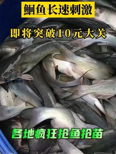 刺激!鮰鱼长速迅猛,突破10元大关。各地疯狂抢鱼抢苗。今年斑点叉尾鮰是否能崛起?