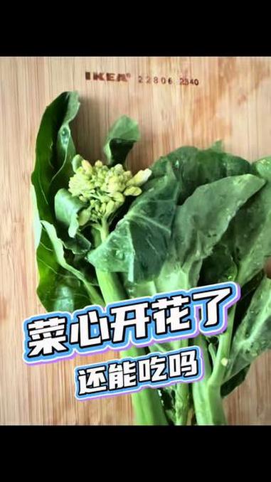 菜心开花还能吃吗?菜心放冰箱里,结果开花了,这还能吃吗?#菜心#新加坡#自己动手丰衣足食#