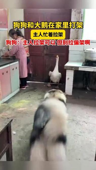 重庆,家里的阿拉斯加犬和大鹅打架,