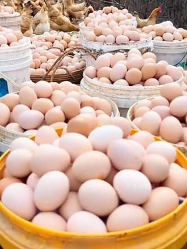 农家新鲜散养土鸡蛋 29.9就发50枚新鲜土鸡蛋,太香太好吃了!散养土鸡蛋 农村土鸡蛋 营