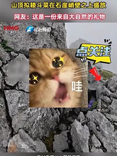 海拔4000多米的石卡雪山 山顶拟耧斗菜在石崖峭壁之上盛放 网友:这是一份来自大自然的礼物
