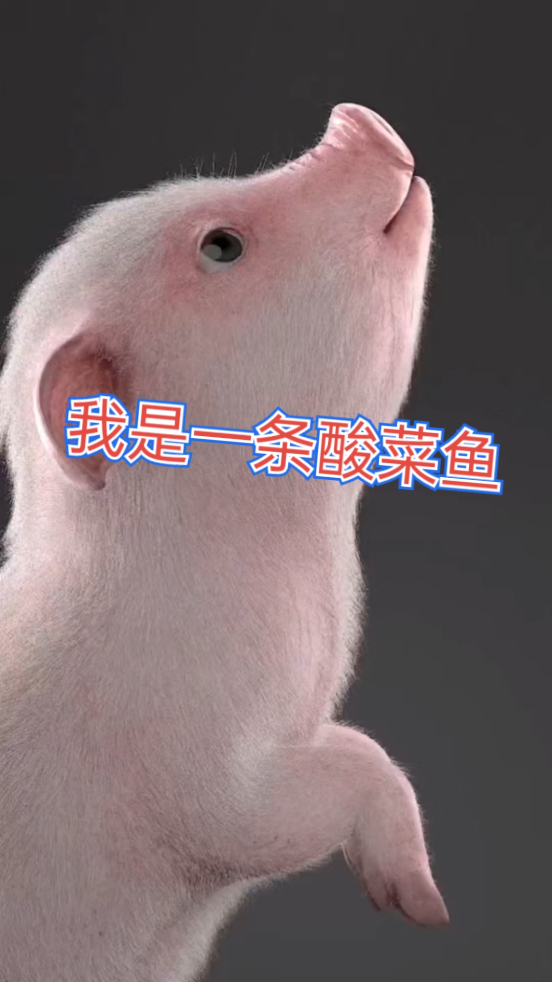 哈哈哈太搞笑了,小乳猪说,自己是一条酸菜鱼,又酸又菜又多余