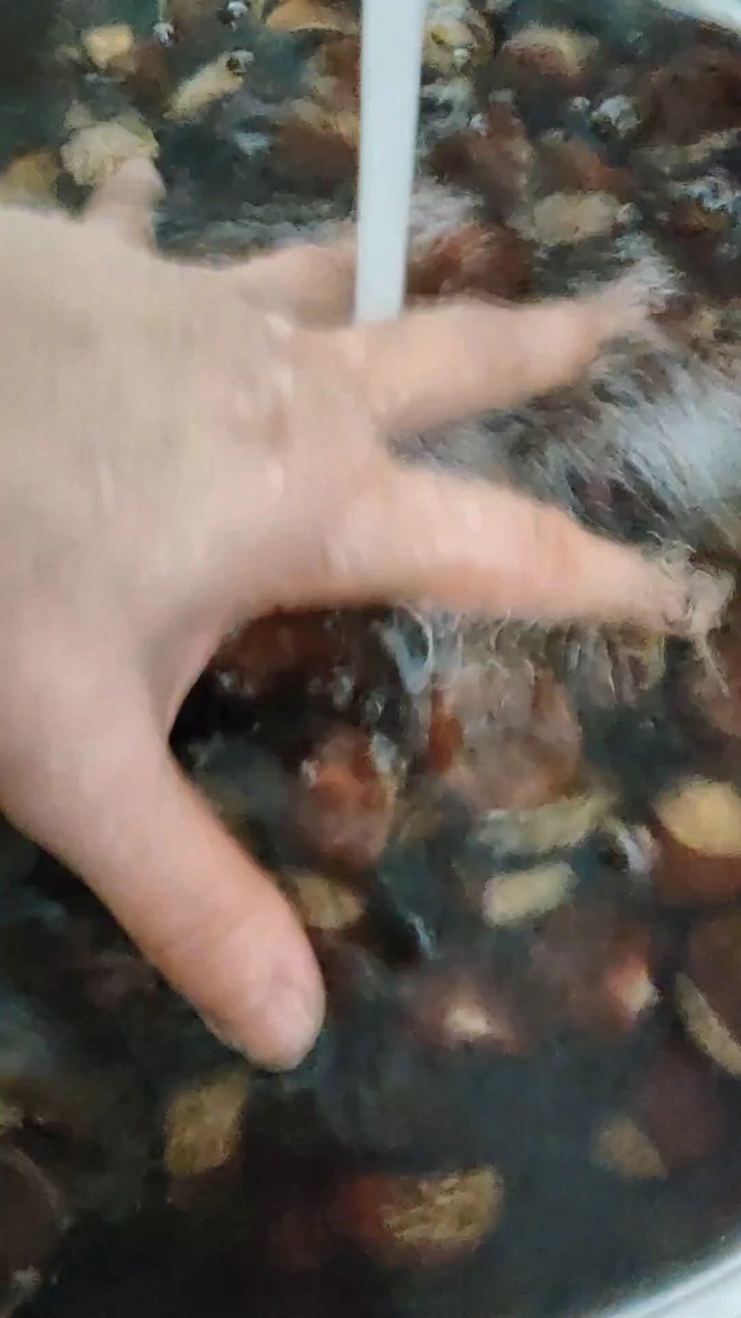 栗子馒头制作过程