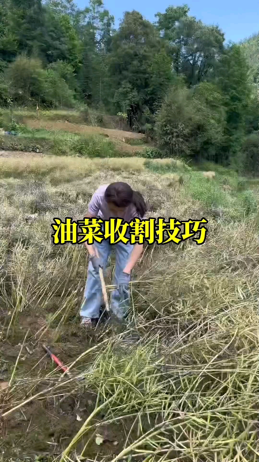 油菜收割的小技巧