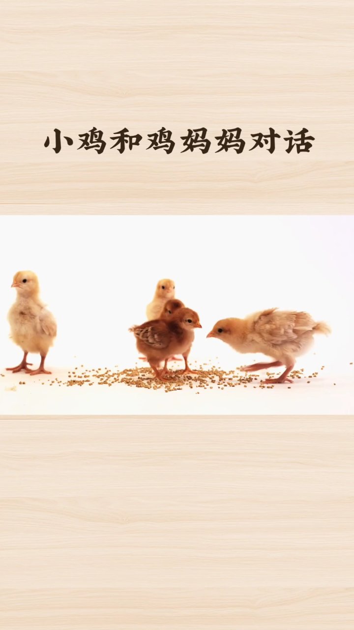 小鸡与妈妈的温馨对话