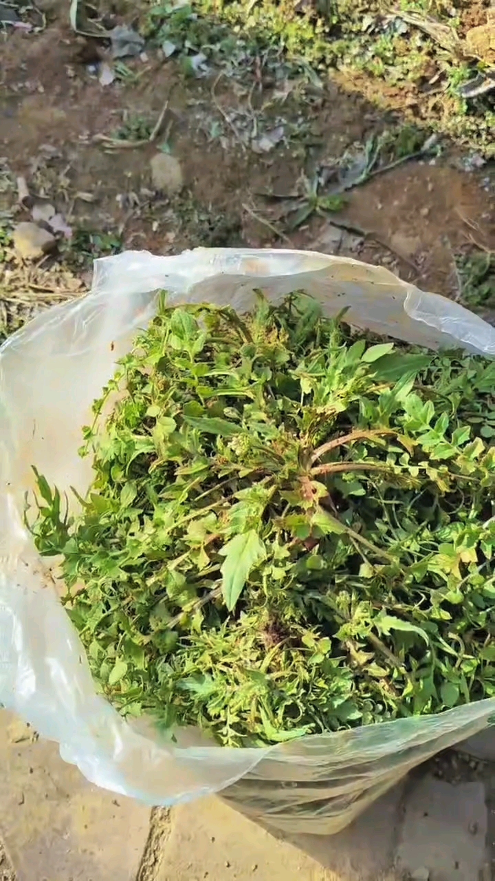 今天的收获,野菜荠荠菜鸡蛋馅饺子,太美味啦!