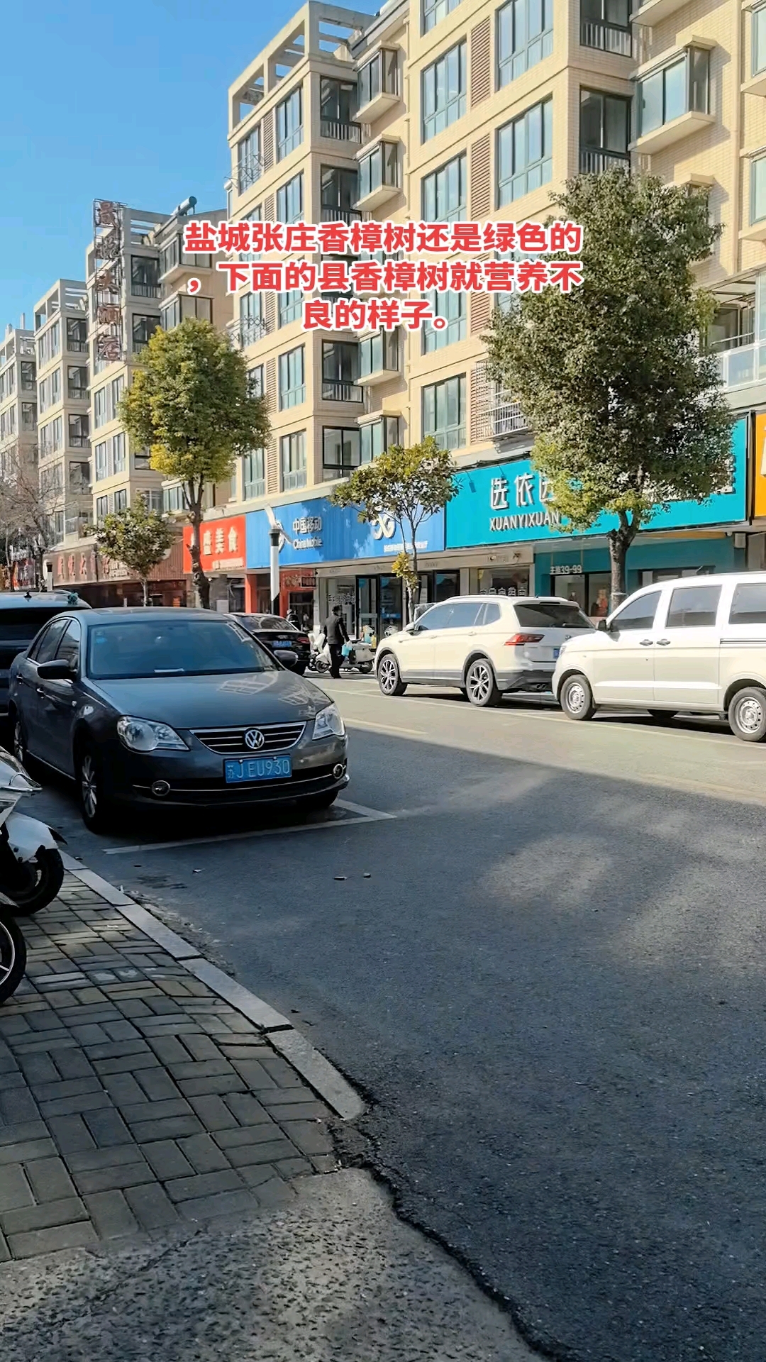 盐城张庄香樟树还是绿色的,下面的县香樟树就营养不良的样子。