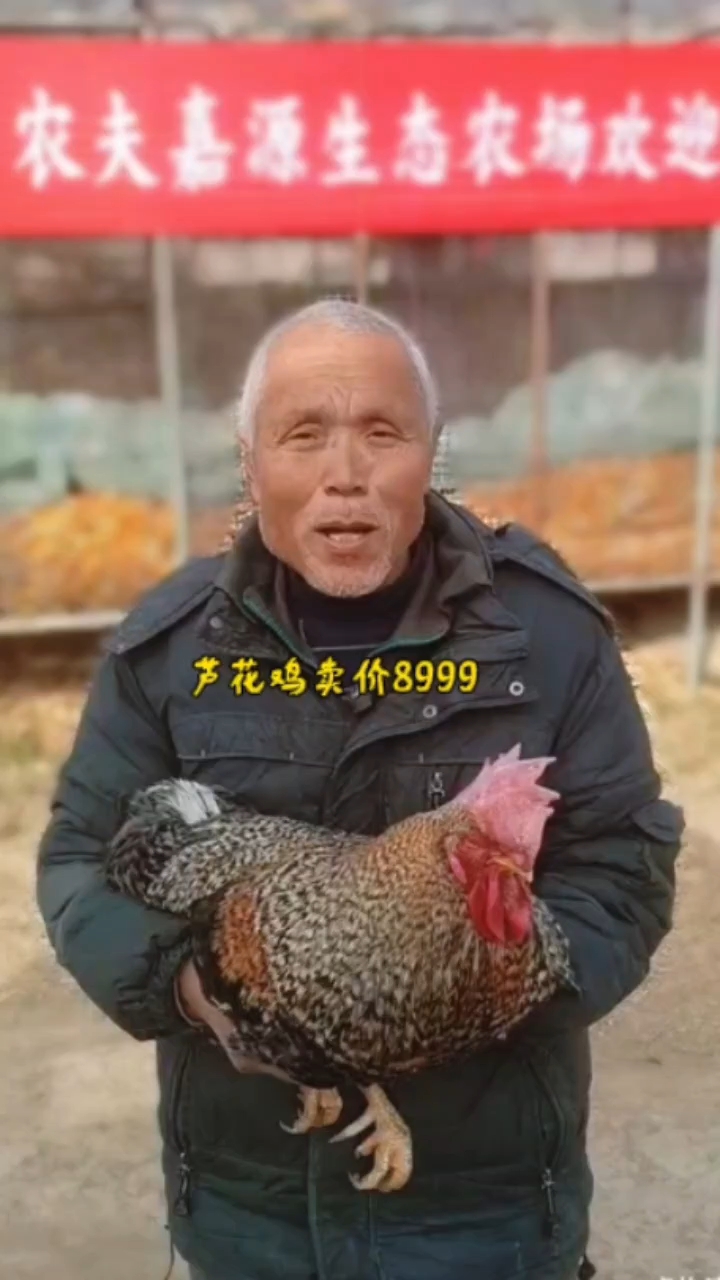 农民大哥养3年芦花鸡，1只要价8999，看凭什么