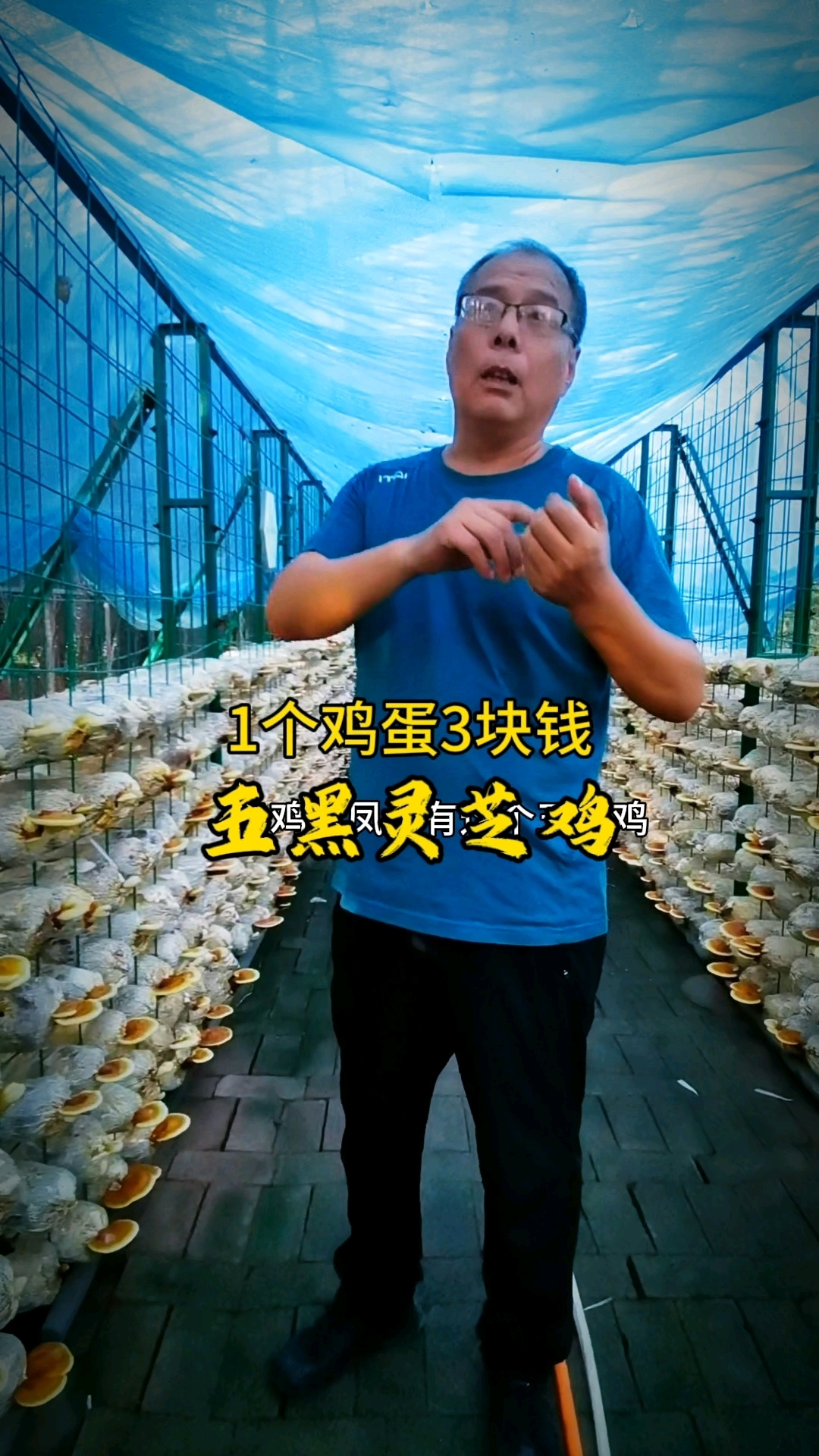 运城人创新养五黑灵芝鸡,3元1个鸡蛋走俏市场