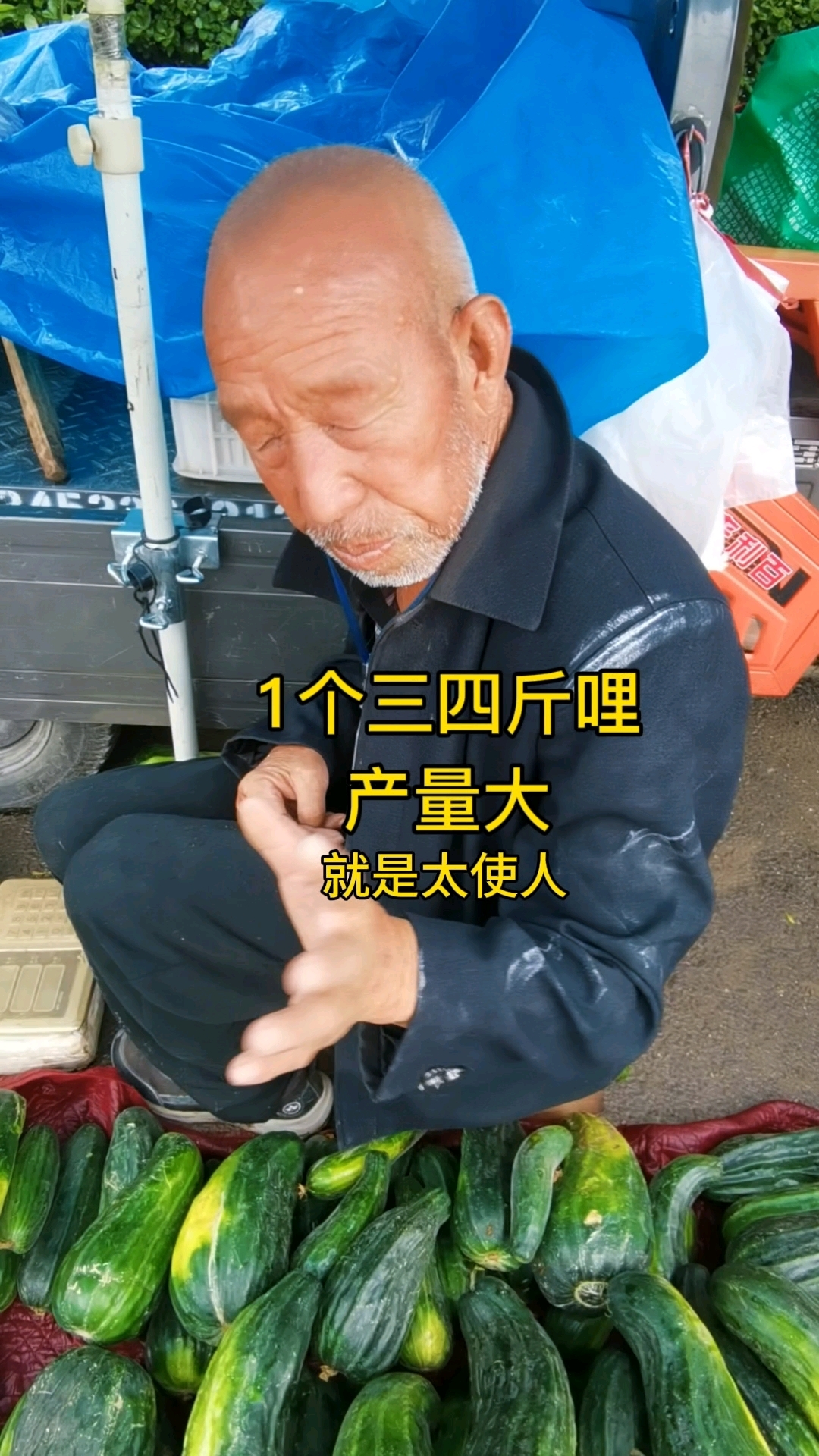 农民大叔种菜瓜,品种好产量大,二天摘一茬,就太辛苦
