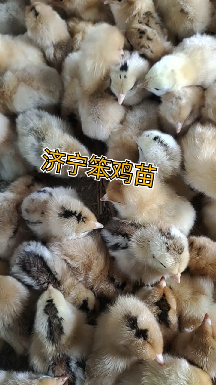 济宁本地笨鸡苗,柴鸡苗