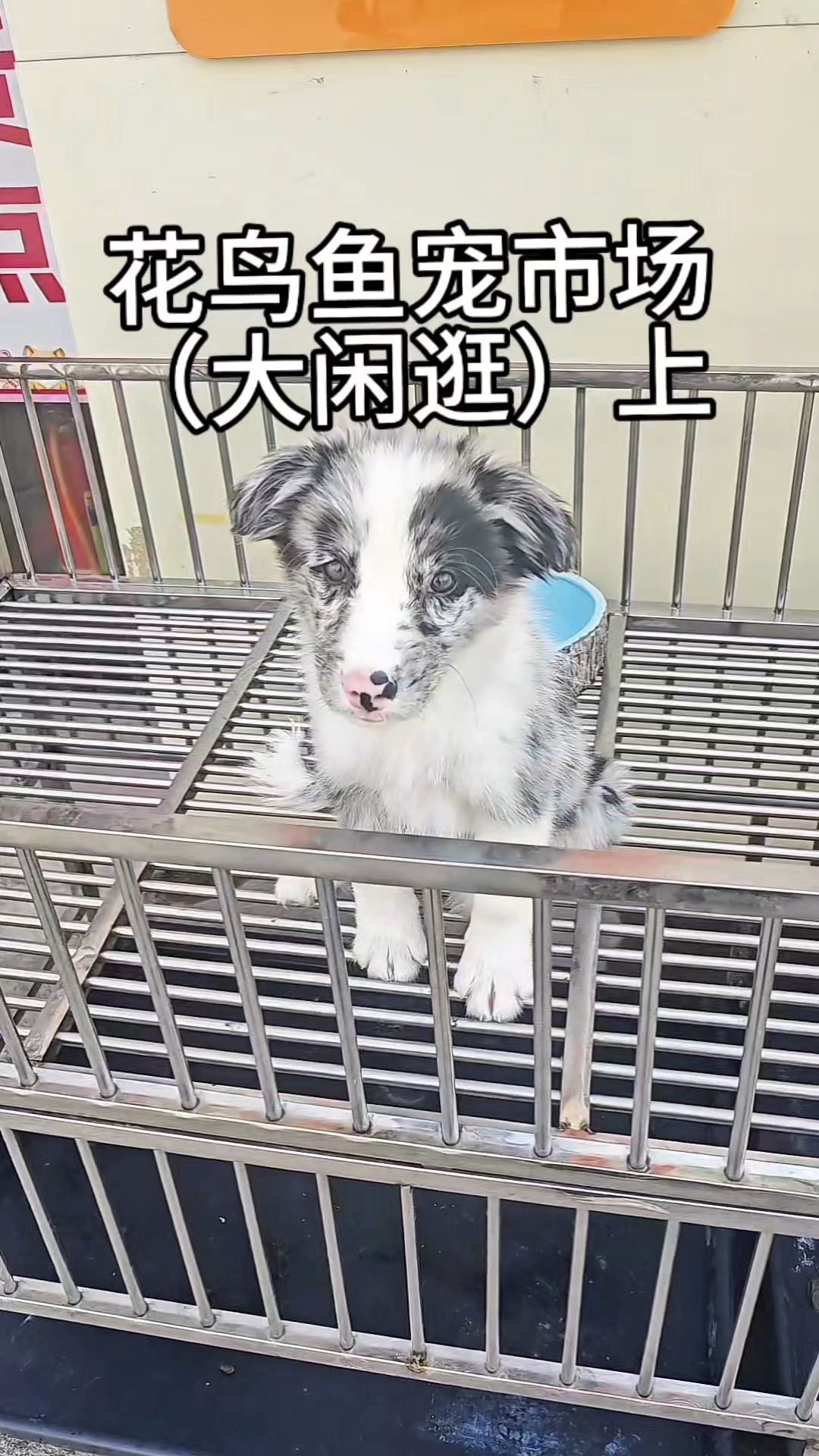 逛逛花鸟鱼宠市场上集