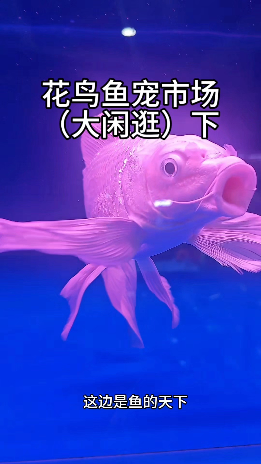 花鸟鱼市场中的鱼,你认识吗#养个宠物陪着你