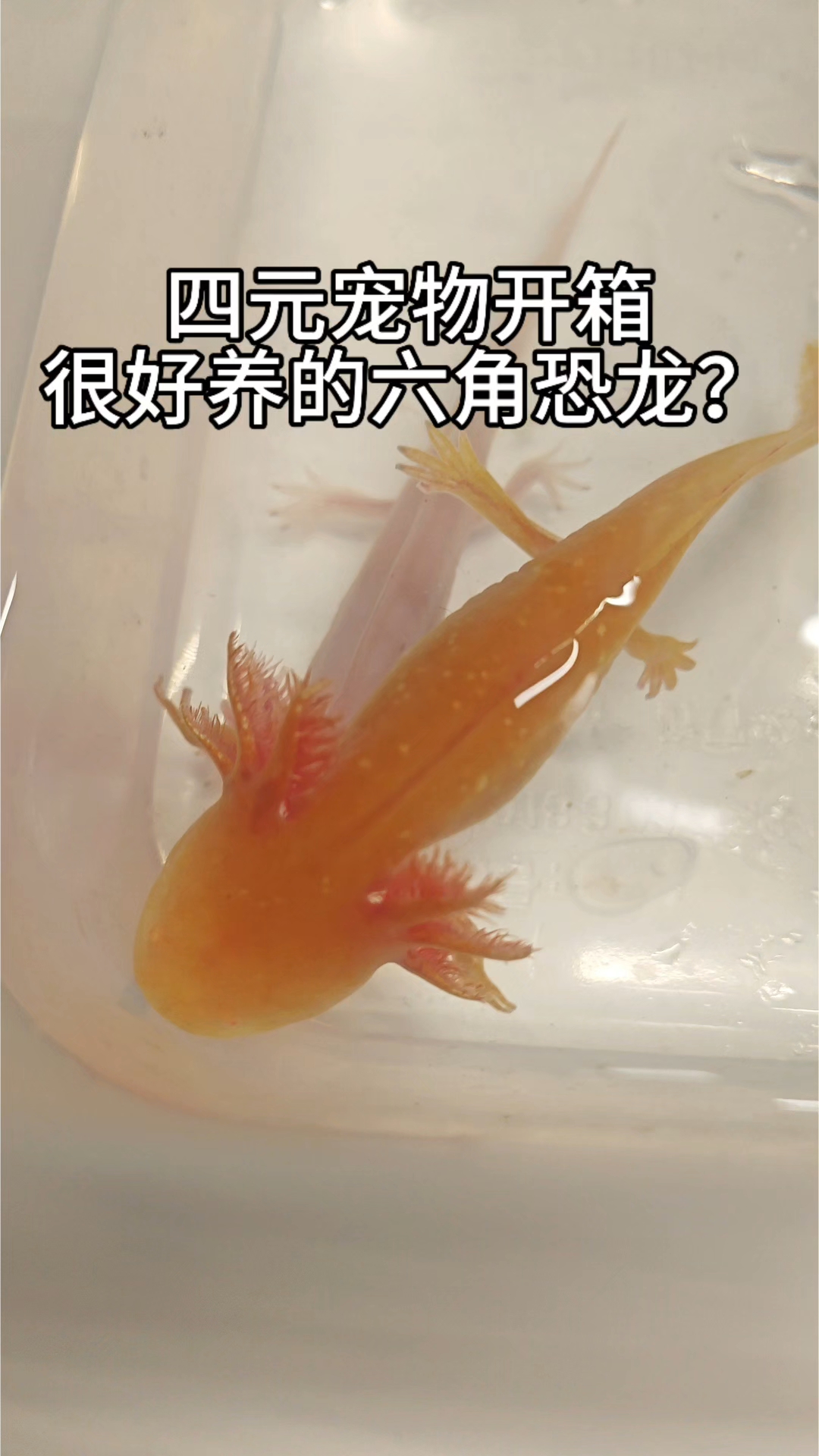 四元宠物开箱六角恐龙#养个宠物陪着你 #六角恐龙鱼