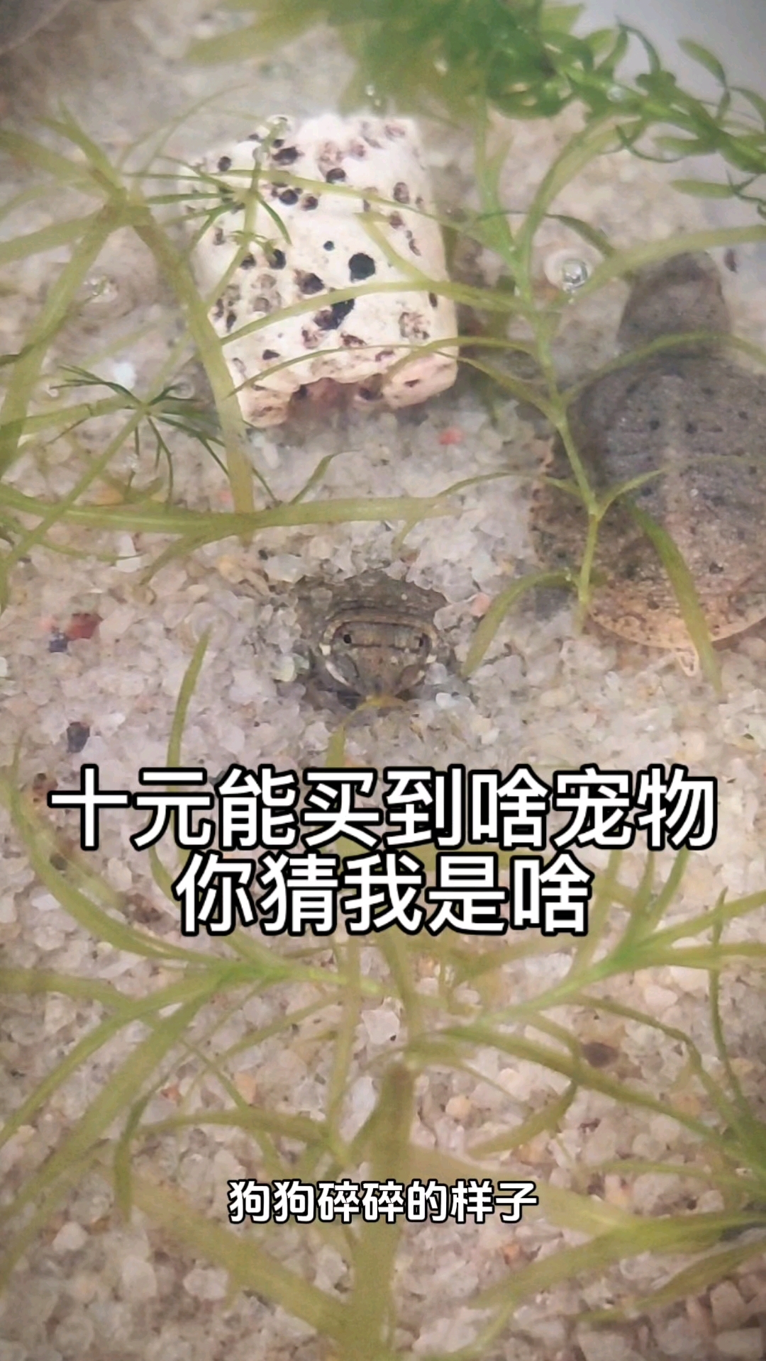 十元宠物开箱之小甲鱼苗#养个宠物陪着你#中华鳖