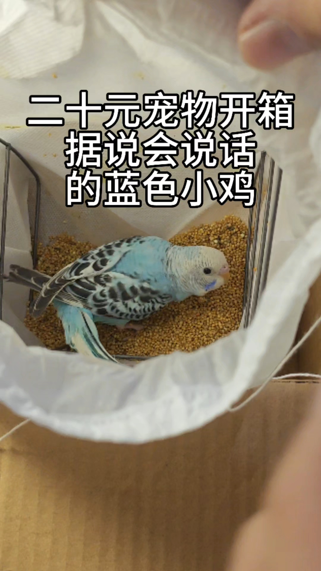 二十元宠物开箱，据说会说话的蓝色小鸡#养个宠物陪着你