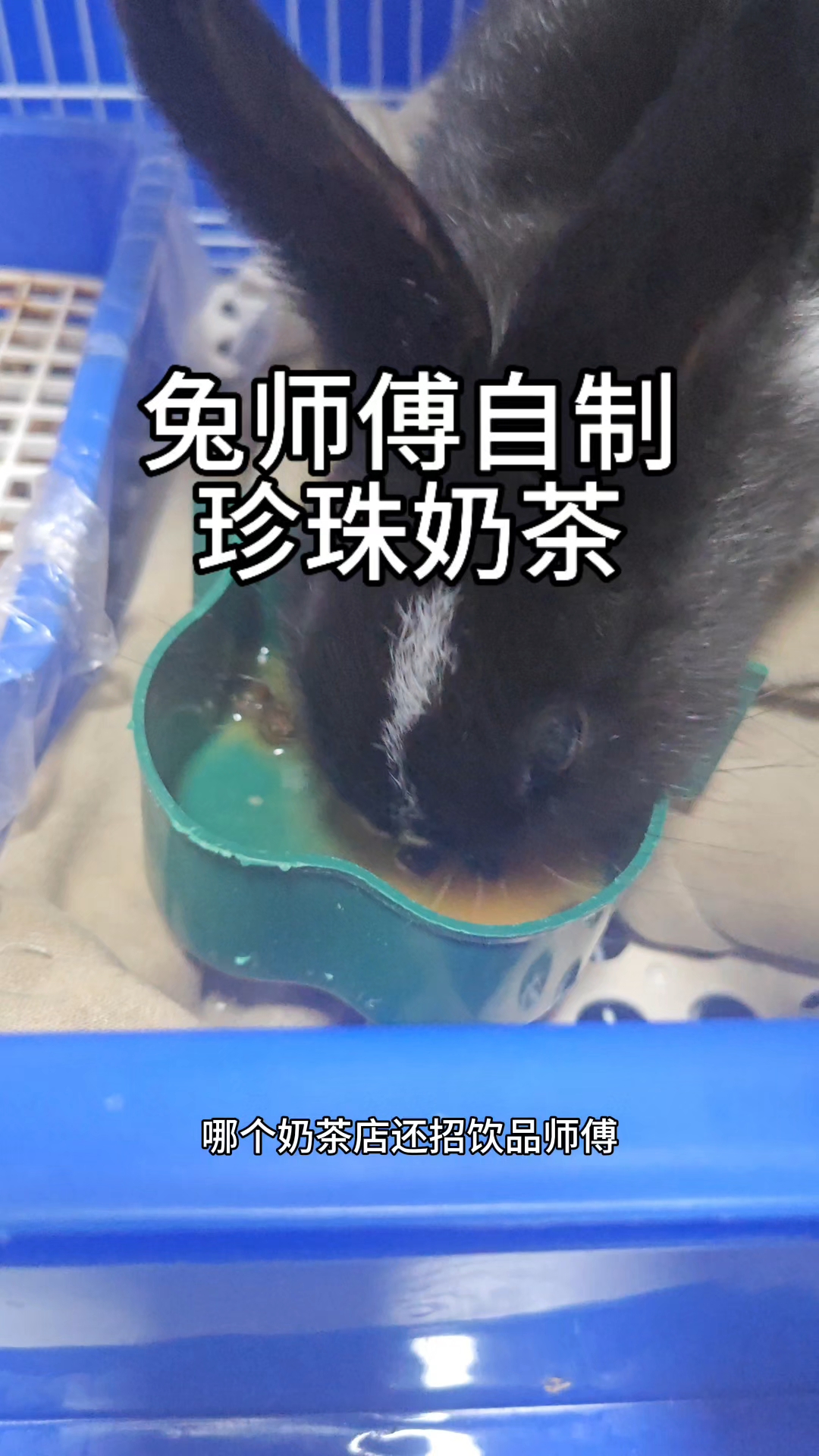 是一个成熟的兔子了 渴了知道自制珍珠奶茶,yue~