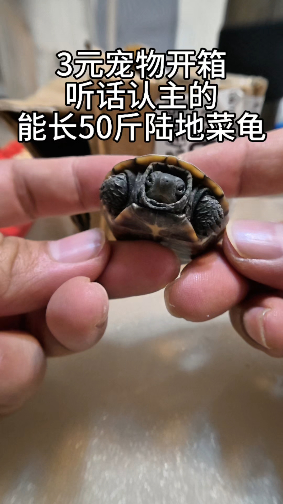 3元宠物开箱,认主能长50斤陆地菜龟?#养个宠物陪着你# #开箱vlog# #龟#