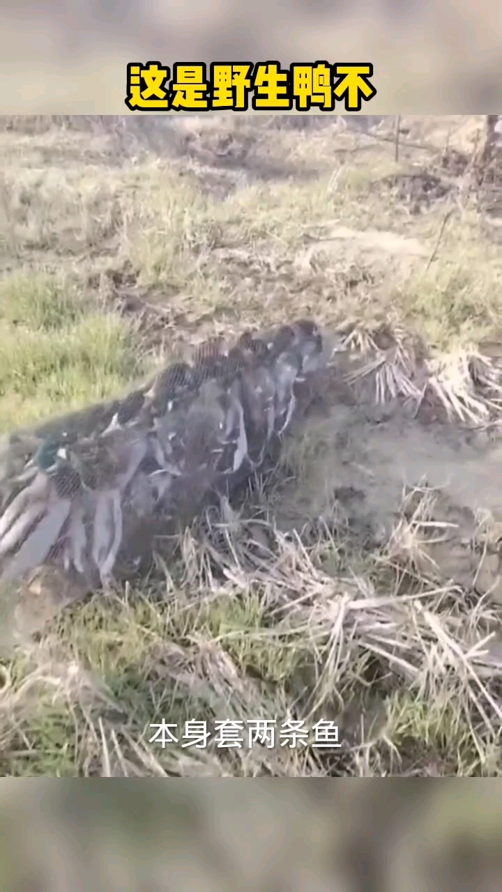 这是野生的鸭吧!哈哈