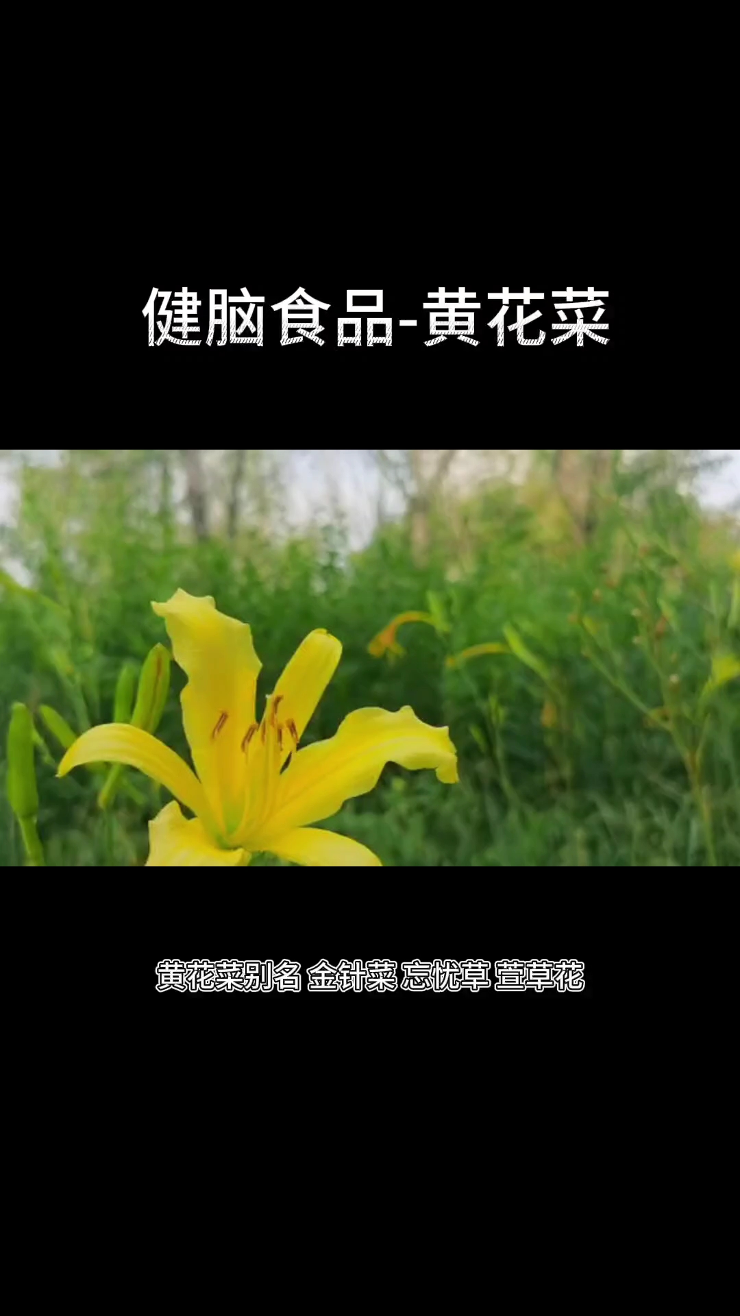 科普向视频,中医一